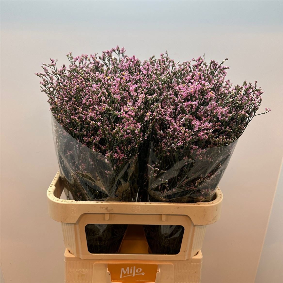 Лимониум Блаш Даймонд 80, шт.