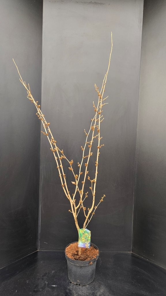 Hamamelis x intermedia 'Westerstede', D 29