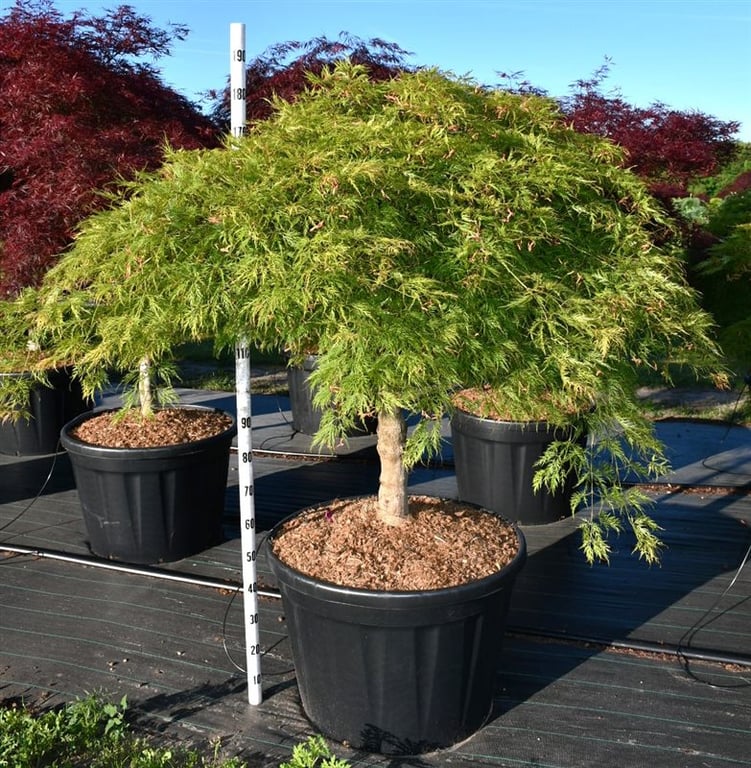 Acer pal. 'Green Lace', D 80