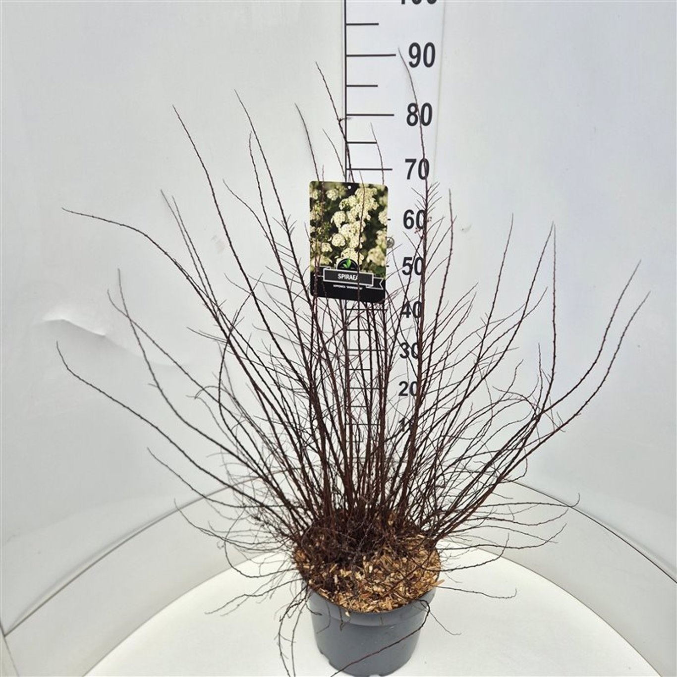 Spiraea nipp. 'Snowmound', D 28