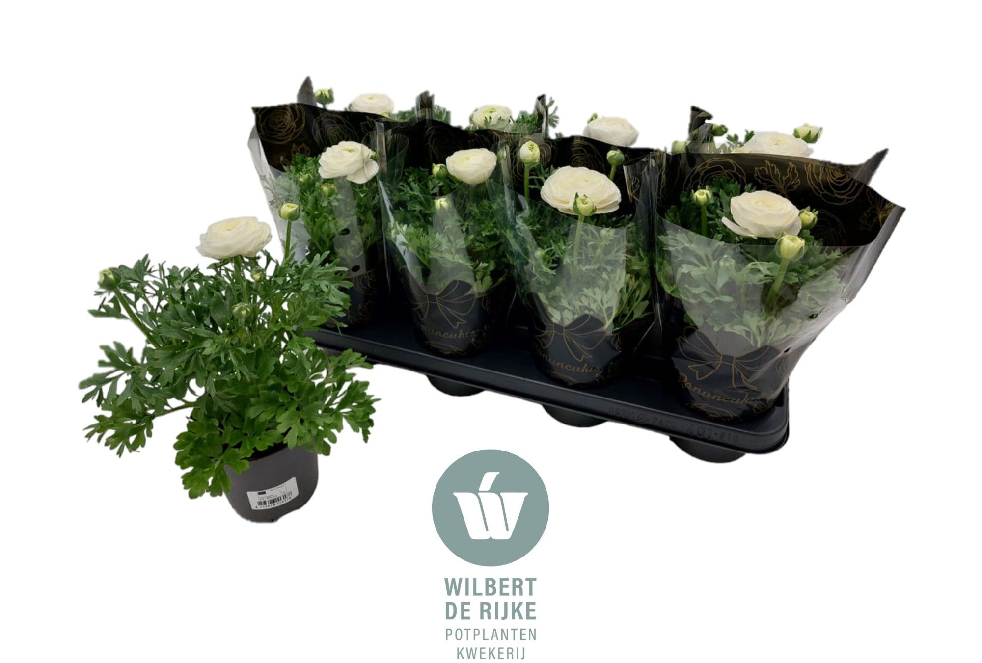 Ranunculus Wit in hoes (Ranonkel), D 12