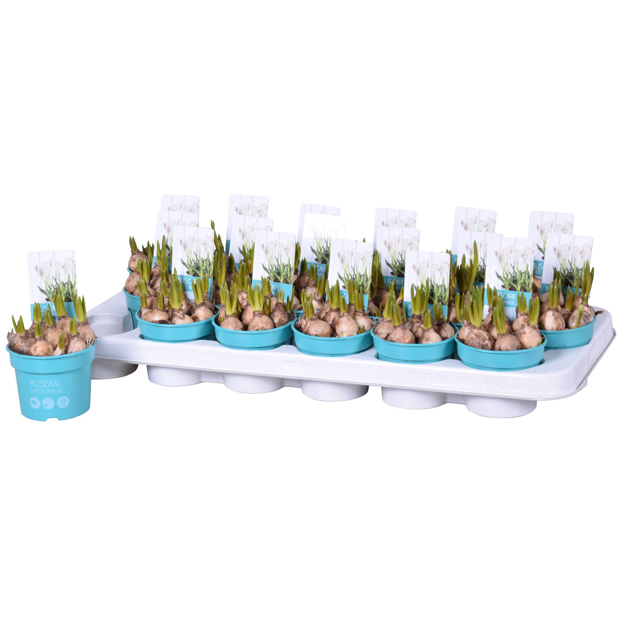Muscari White Magic 'Diamond Collection', D 9
