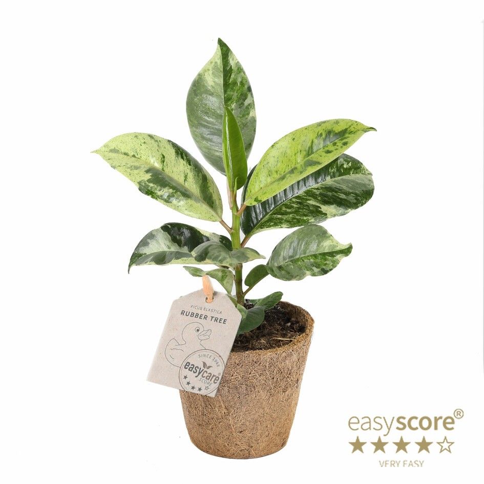 Ficus elastica ´Shivereana´ - COCOZ, D 11