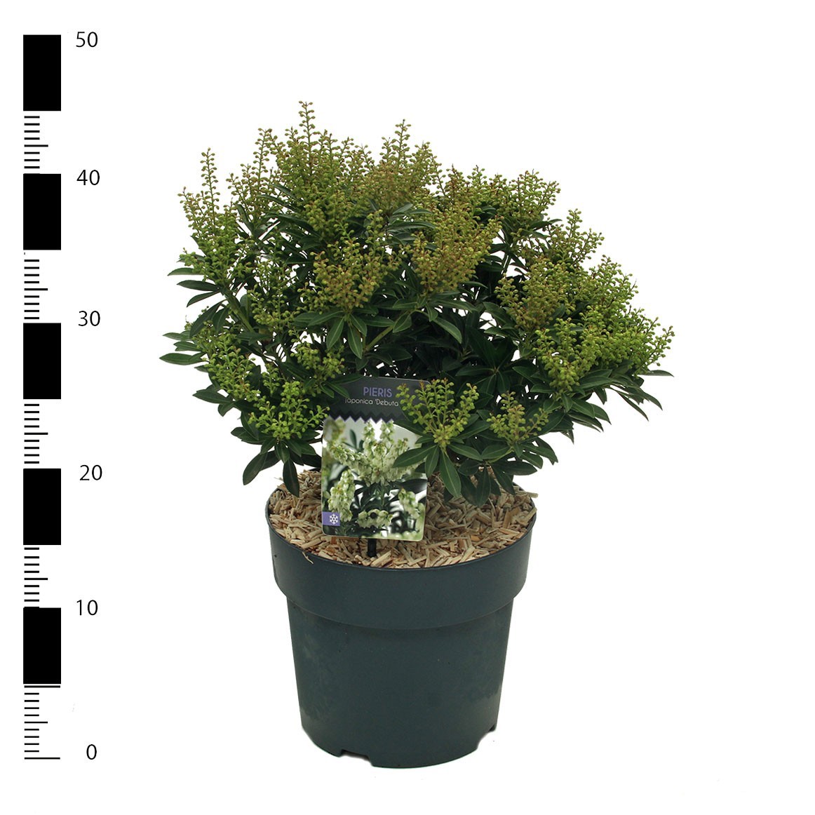 Pieris jap. Debutante, D 23