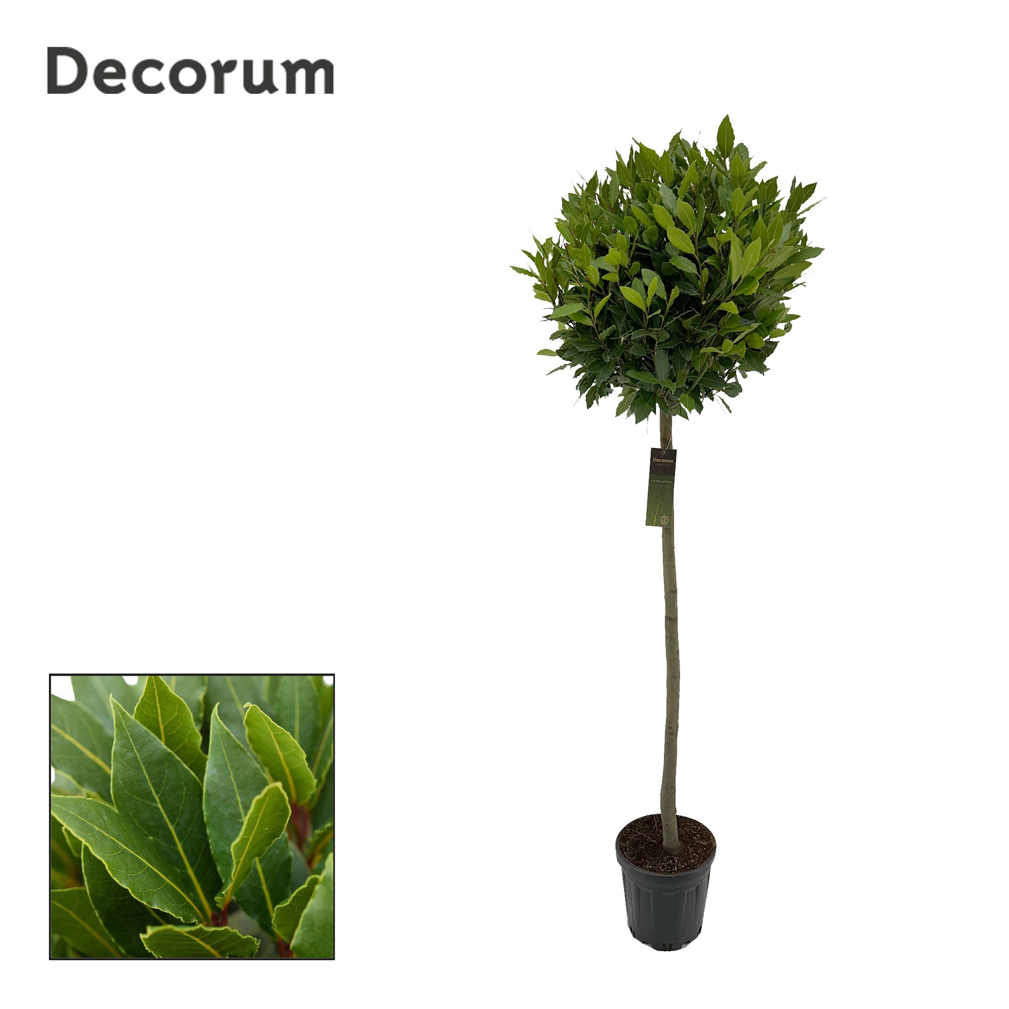 Laurus nobilis Bol op stam, D 25