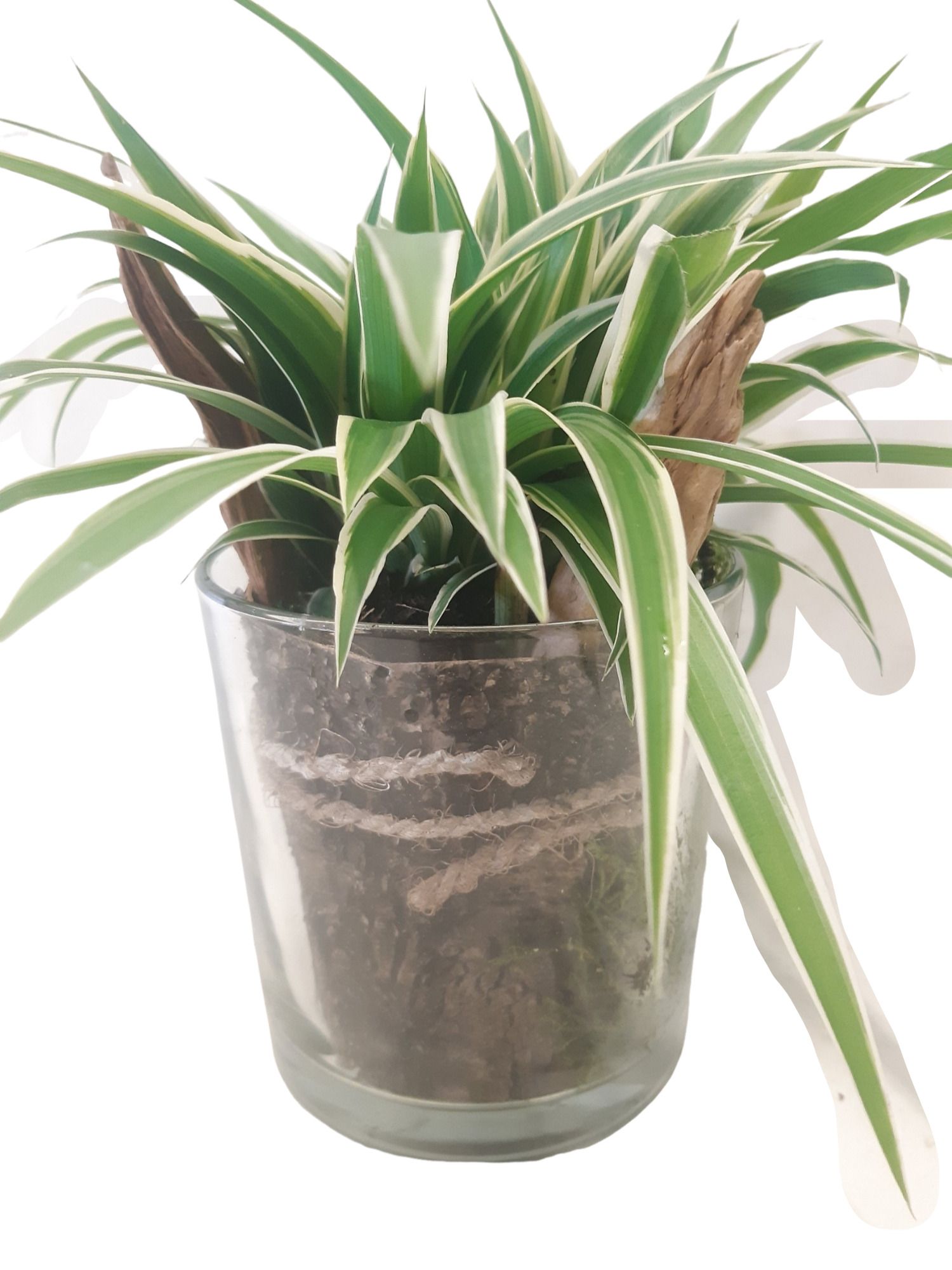 833CHL Cilinderglas 13cm Chlorophytum, D 13