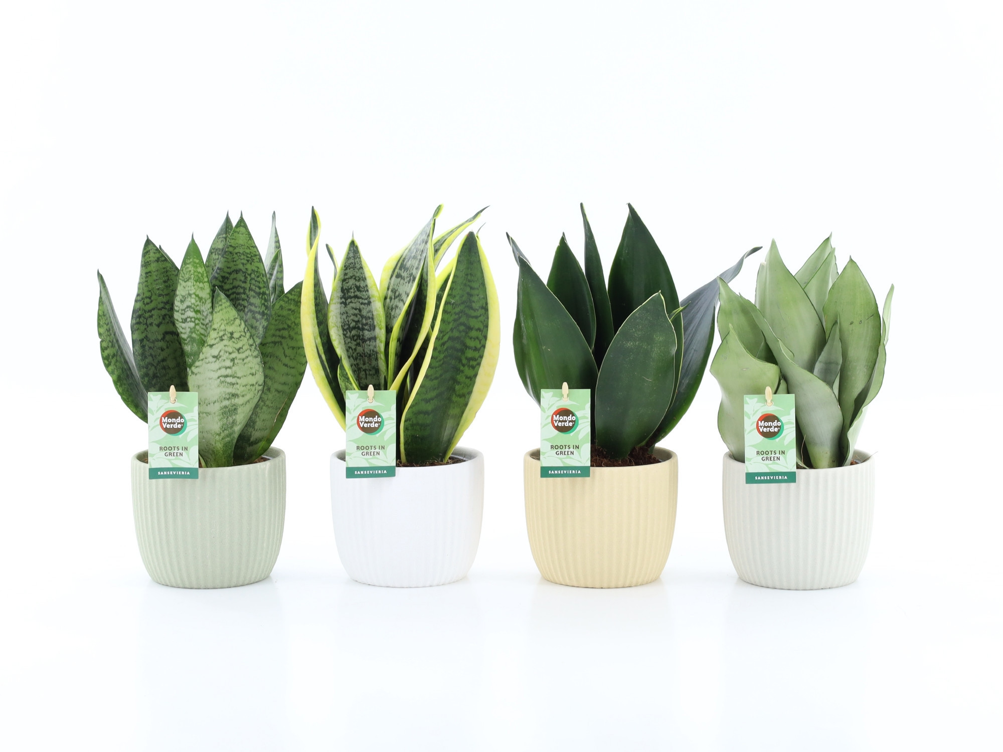 Sansevieria Mix 4 soorten in New Sandy Keramiek, D 13