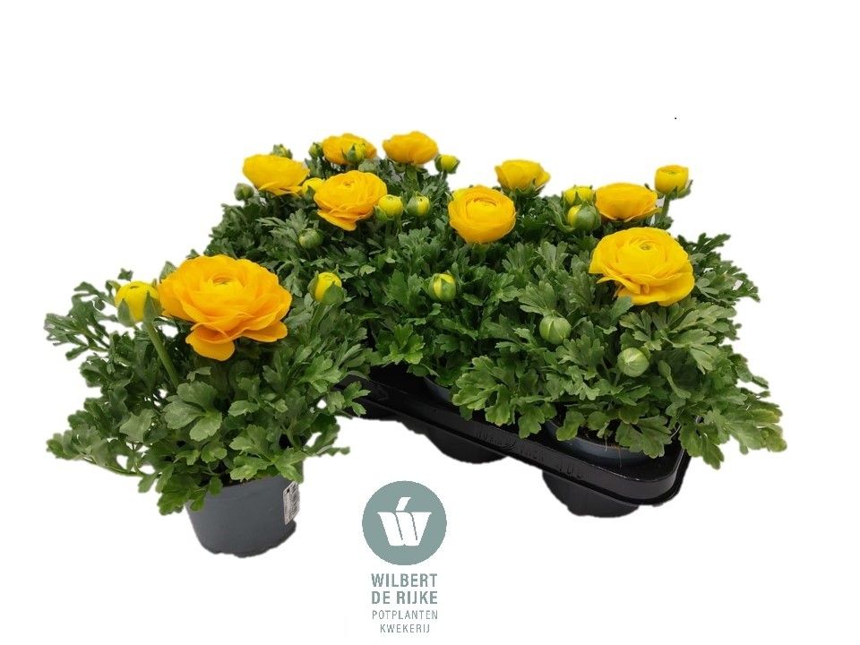 Ranunculus Geel (Ranonkel), D 12