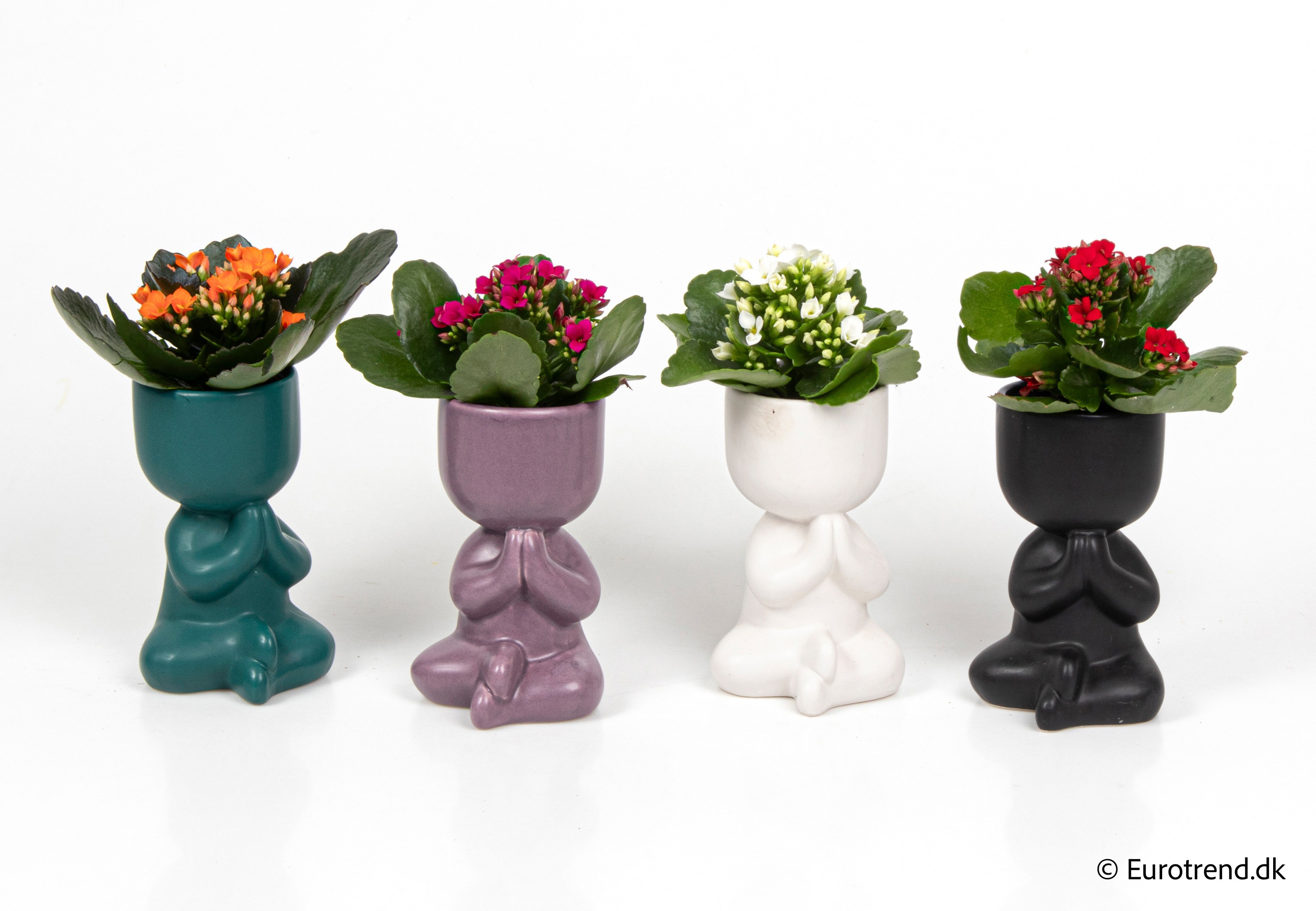 Kalanchoe in New Look ceramic 2026, D 6