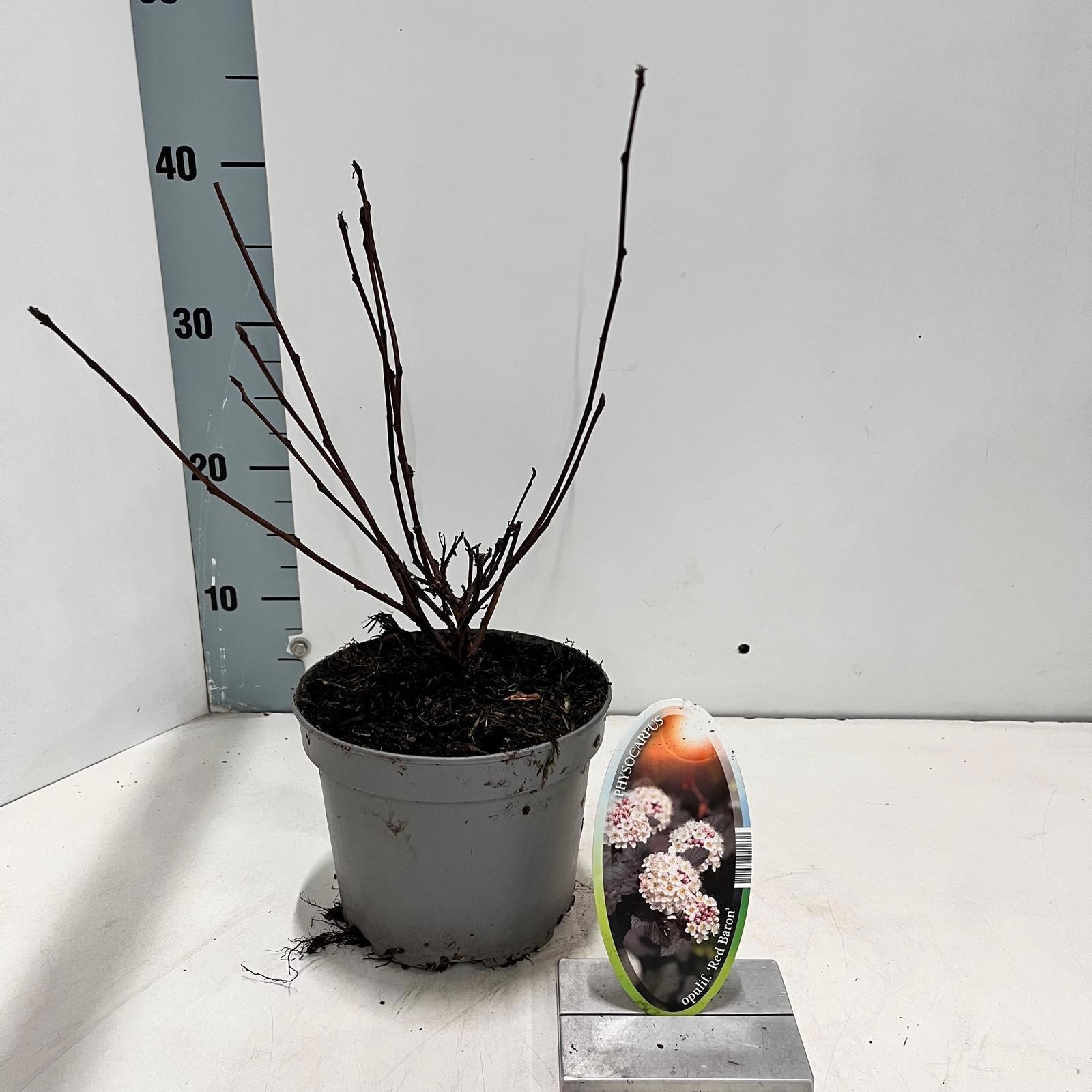 Physocarpus opulifolius 'Red Baron', D 17