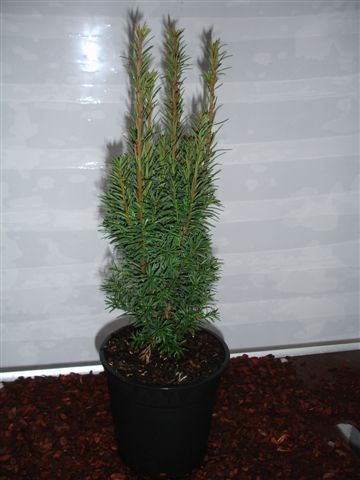 Taxus bacc Fastigiata Cappenberg, D 19