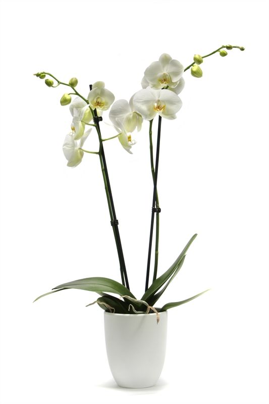 Hugo p12 white Phal white 2T14+, D 12