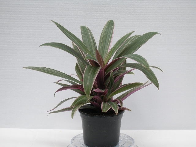 TRADESCANTIA SPATHACEA, D 11