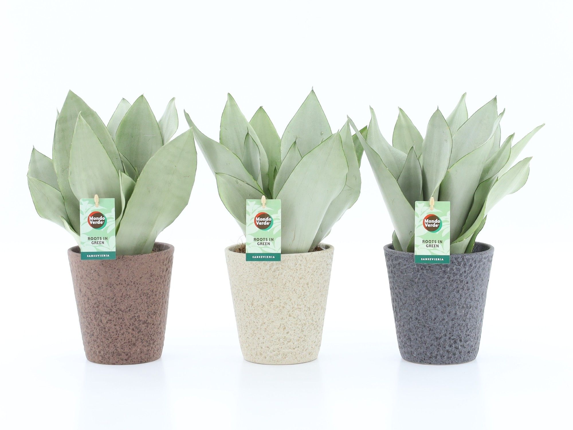 Sansevieria Moonshine in Nature keramiek, D 13