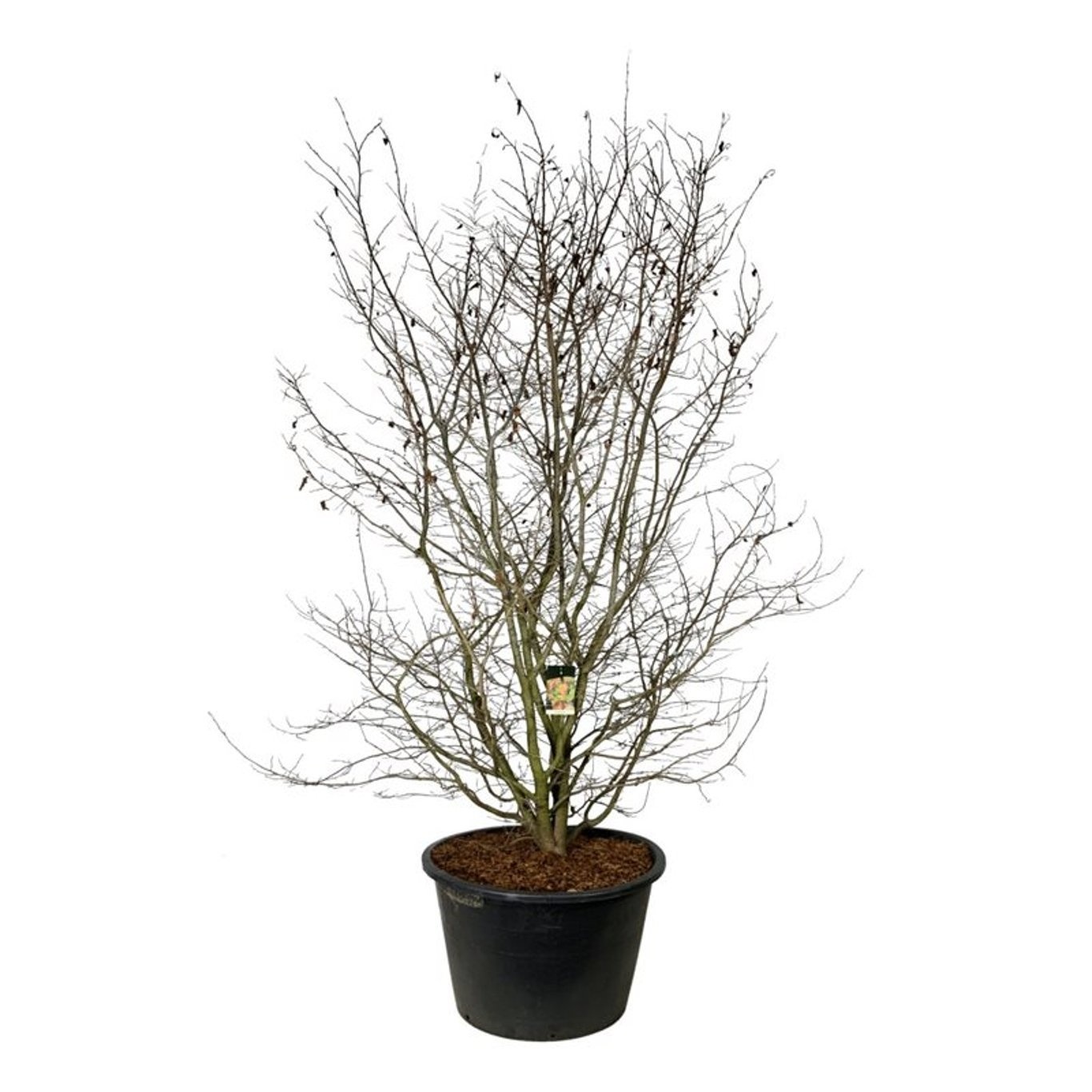 Parrotia persica, D 120