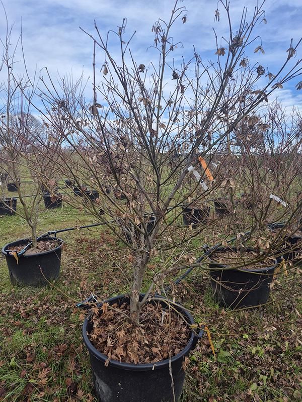 Acer pal. 'Kogane Nishiki', D 65