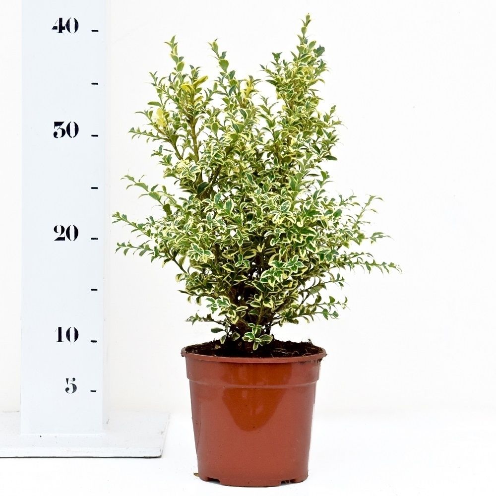 Buxus sempervirens 'Elegans' 25-30cm struik, D 13