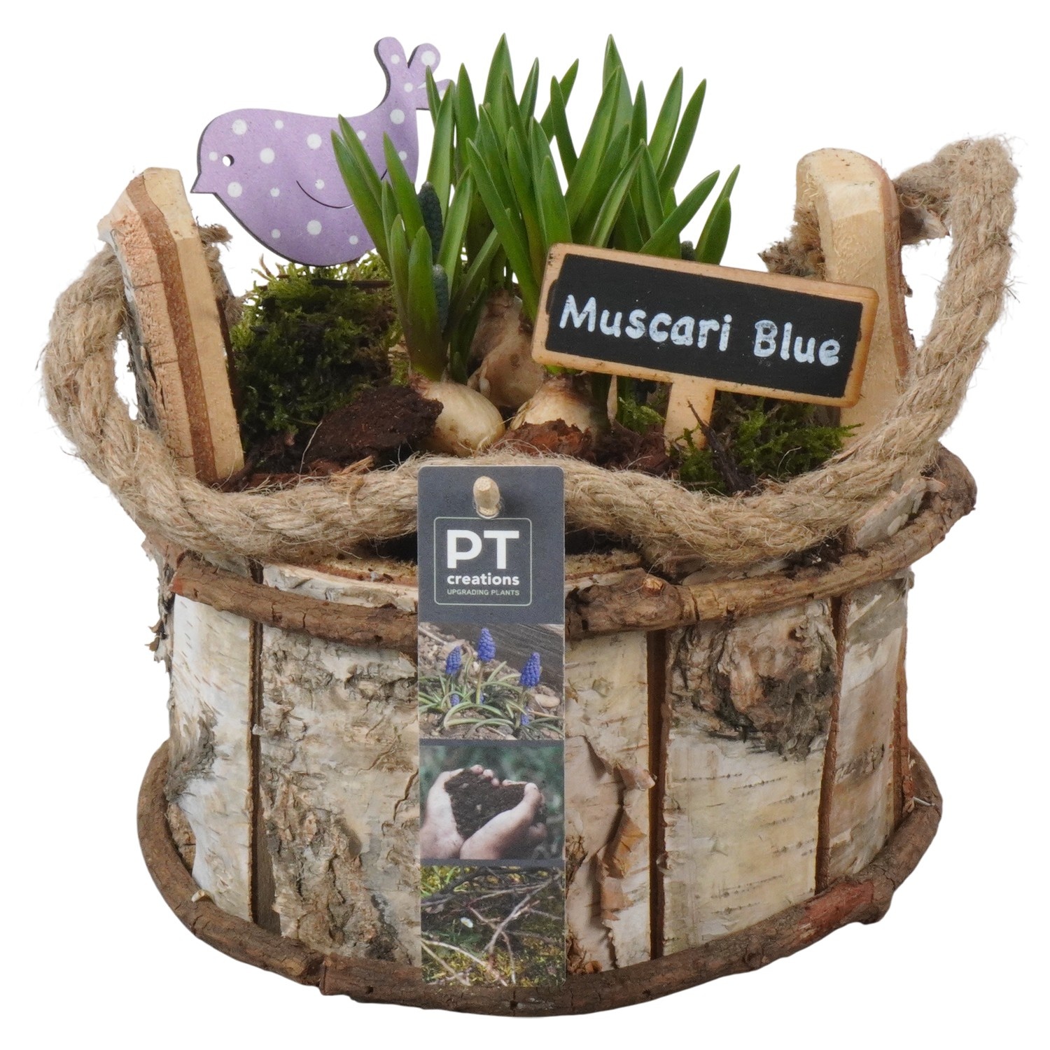 PTMB6282 Arrangement Muscari Blue in hout mand, D 18