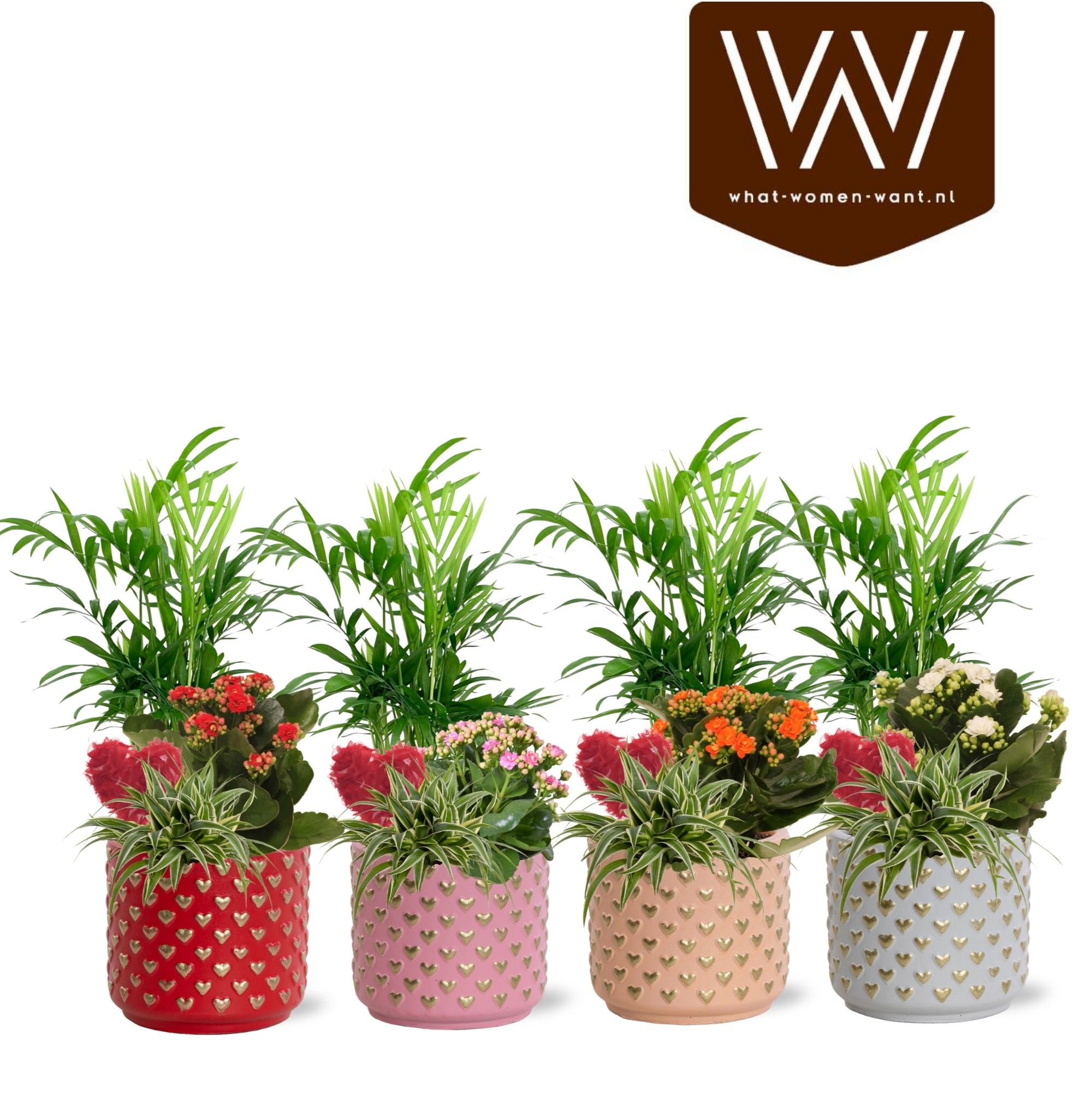 Collectie "Sympathetic Moods" - Arrangement in pot Kaya | Met bijsteker Hart, D 12