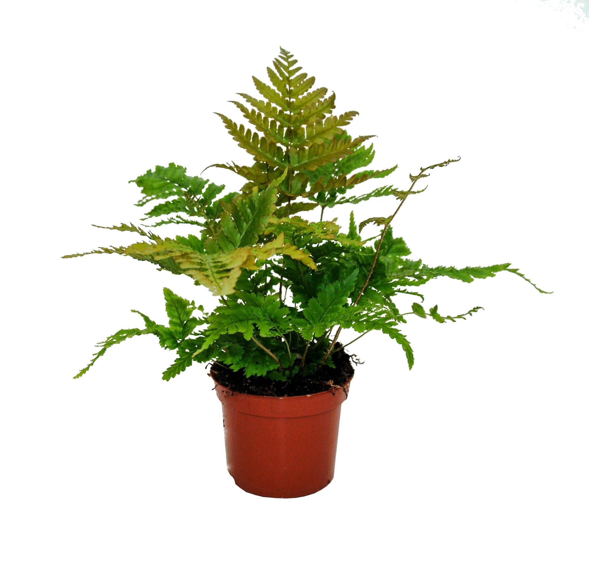 Dryopteris Erythrosora (Winterhard), D 8,5