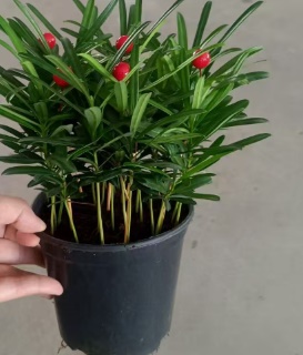 Подокарпус макрофиллус 14 28 (предзаказ)