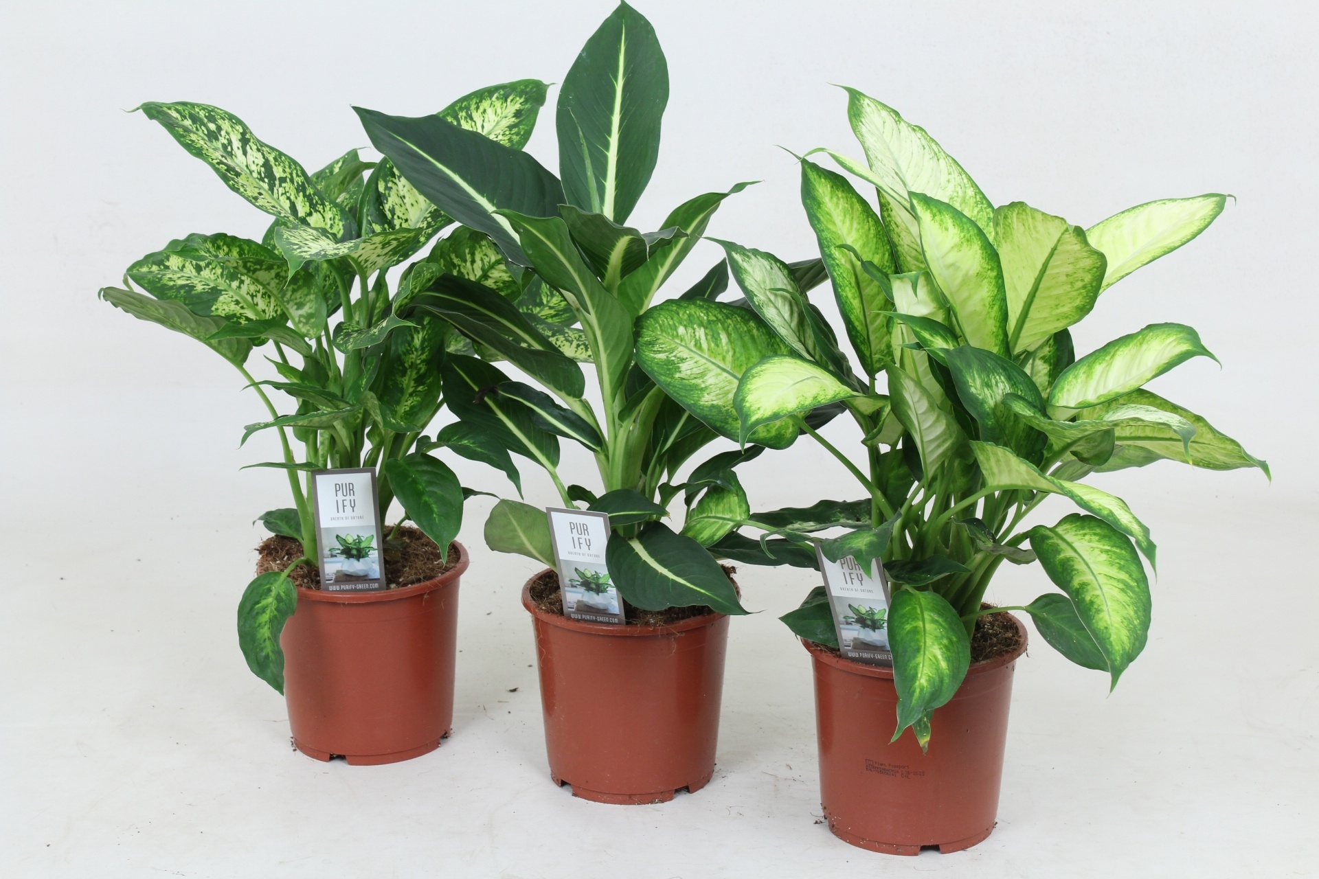 Dieffenbachia Camilla/Green Magic/Compacta 17 cm, D 17