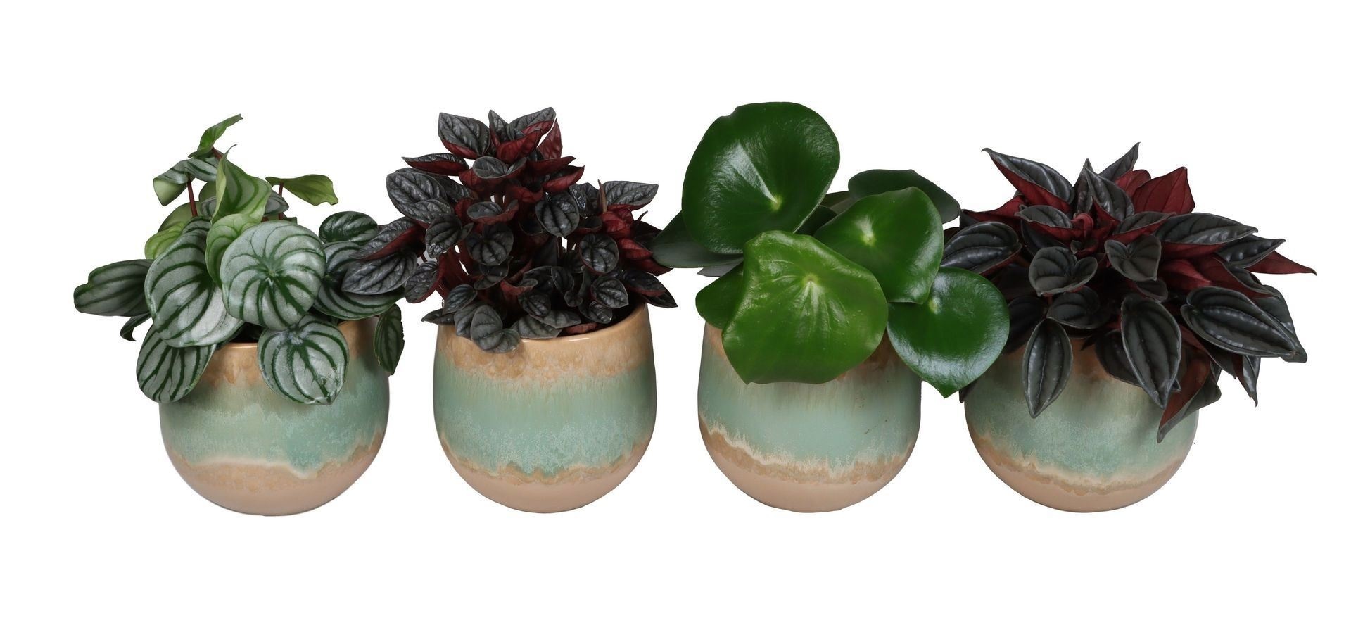 L 67356 with Peperomia Mix 12 cm, D 12