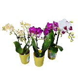 Phalaenopsis Chinese Mix1~2 pp (предзаказ)