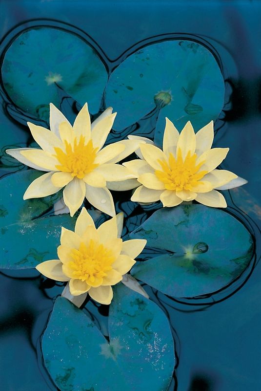 Nymphaea Sulphurea, D 11