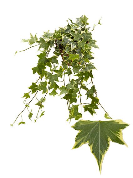 Yellow Ripple 13cm, D 13