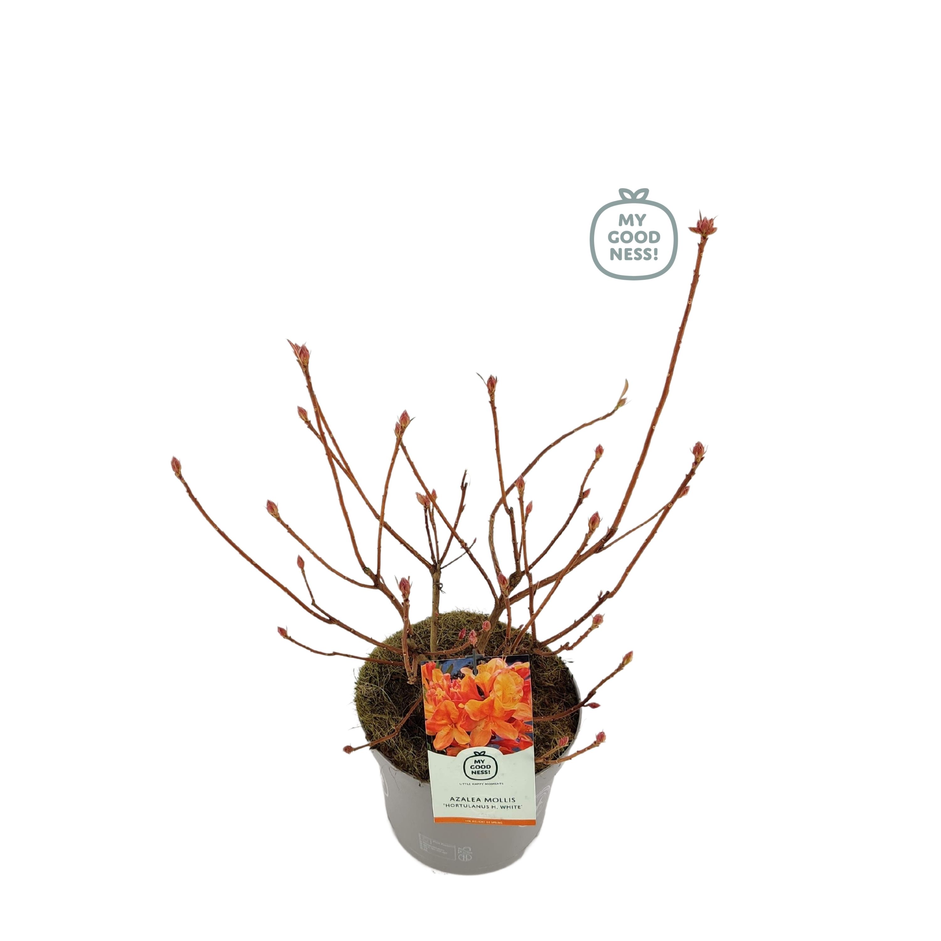 Azalea Mollis 40 /C5 'Hortulanus H. White', D 23