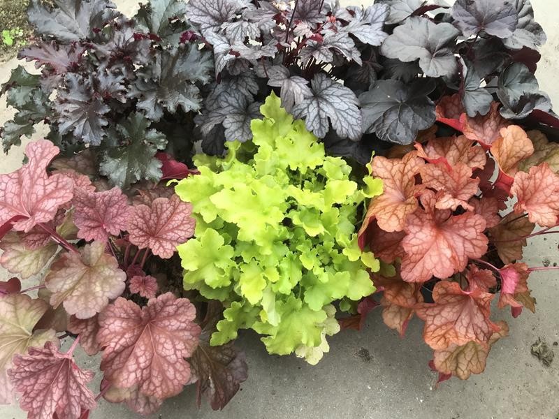 HEUCHERA-HYBRID, D 17