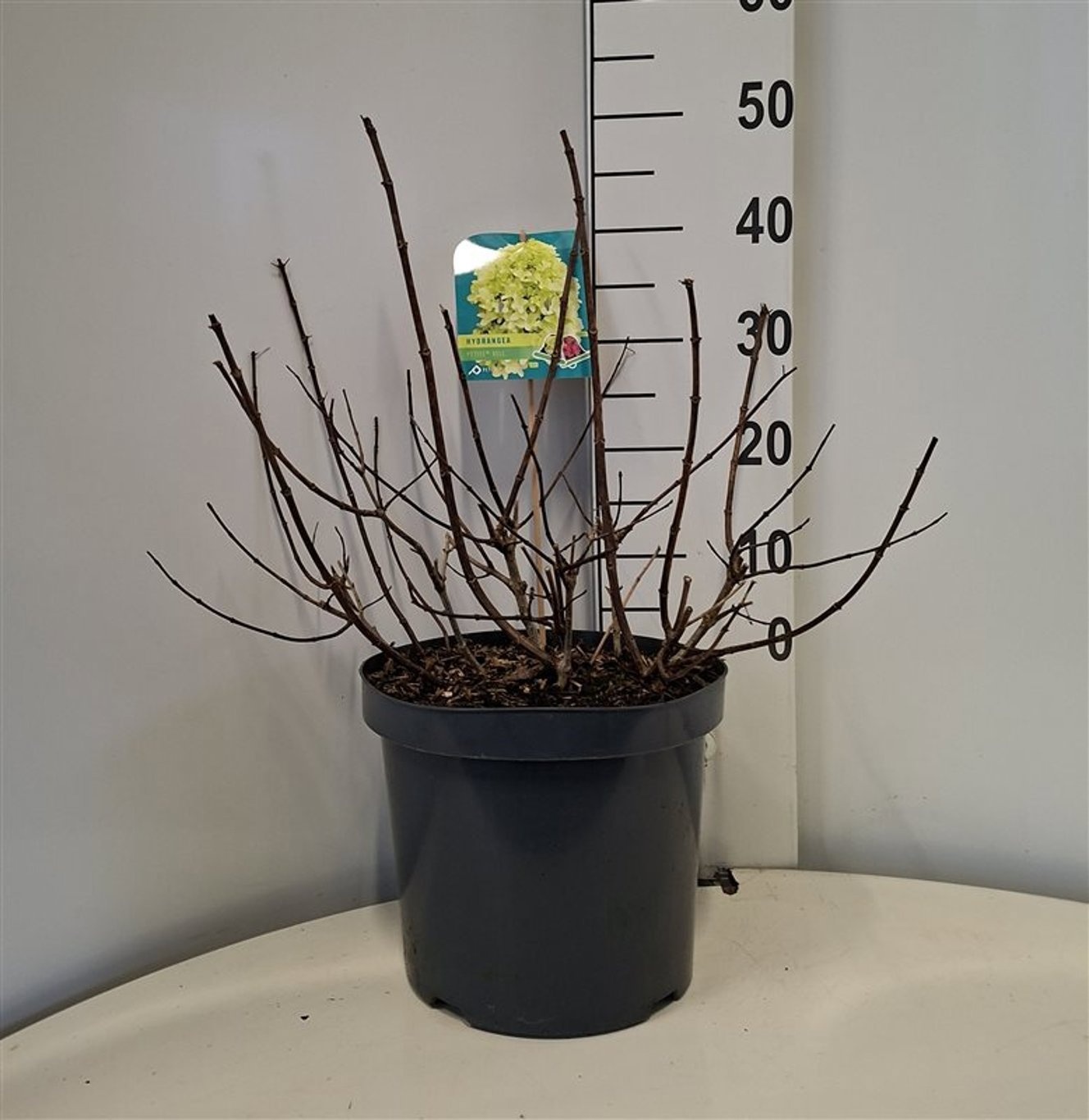 Hydrangea pan. 'Petite Bell', D 28