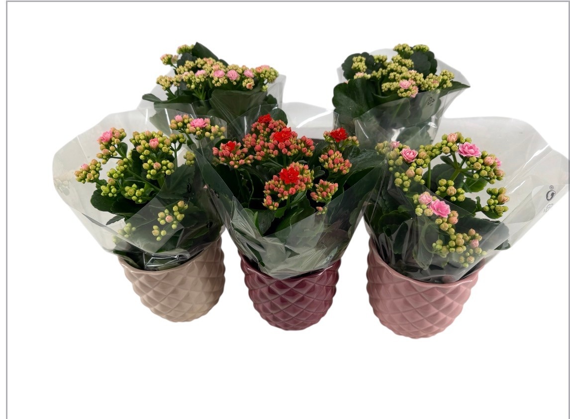 Calandiva 12 cm in kERAMIEK NOAH, D 12