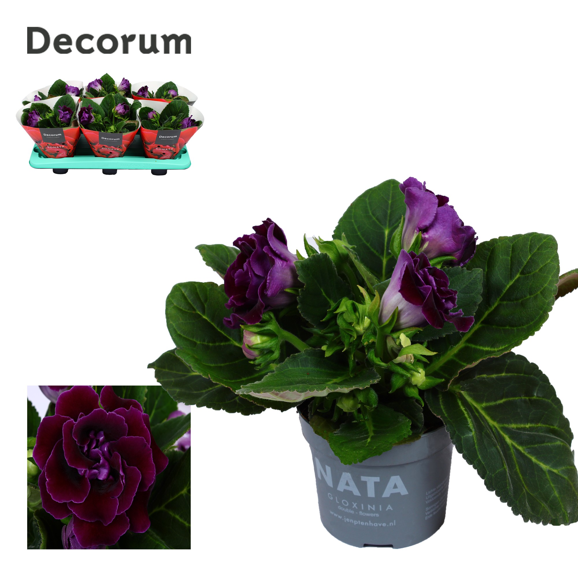 Gloxinia Sonata lila 13 cm Decorum, D 13
