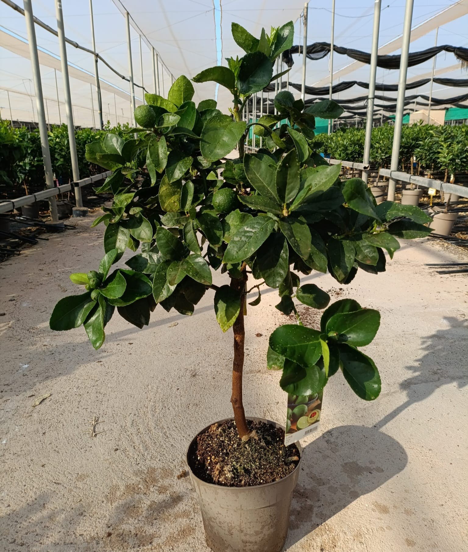 804 ET : CITRUS LIMON, D 23