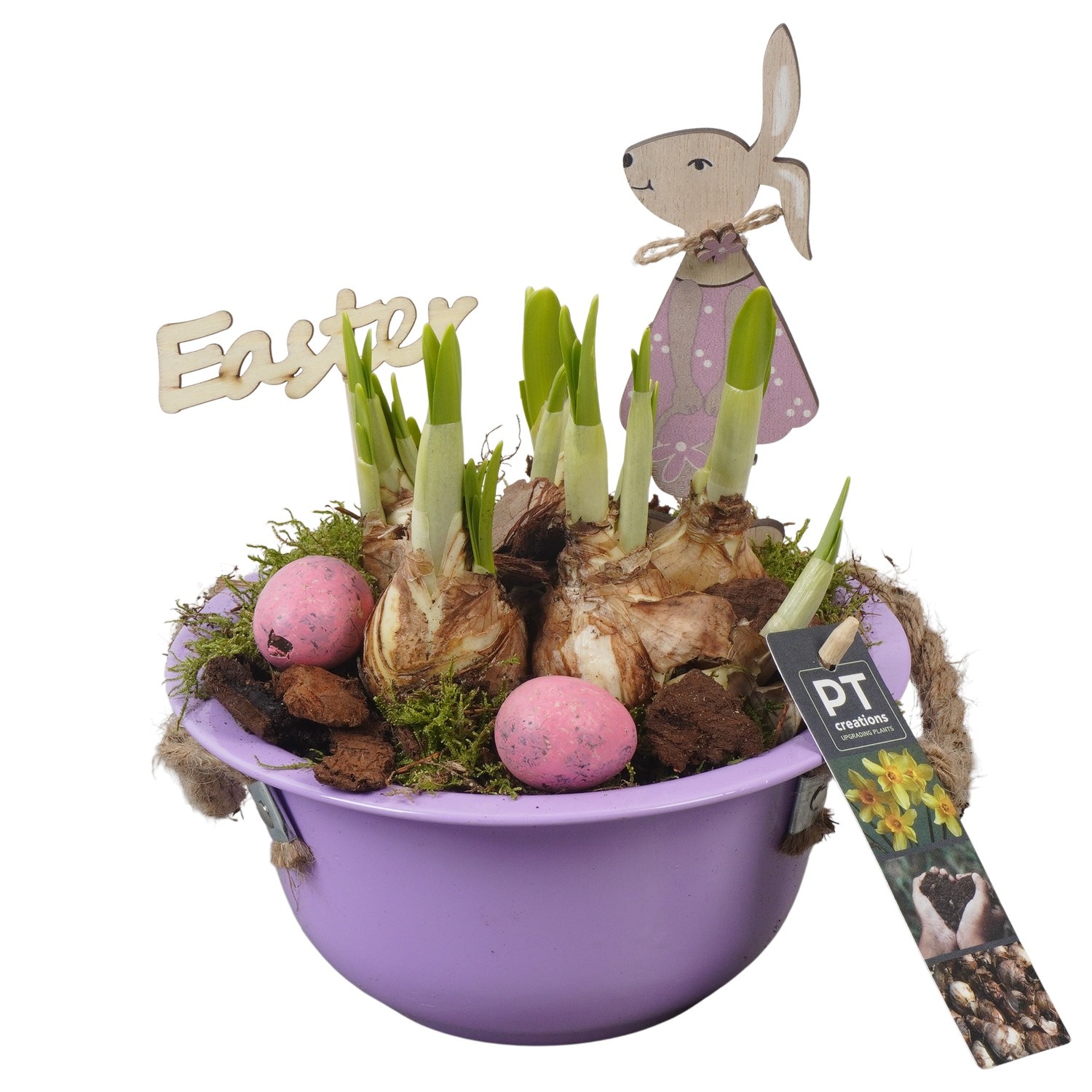 PTNP4418 Arrangement Narcissus Easter in zink schaal, D 18