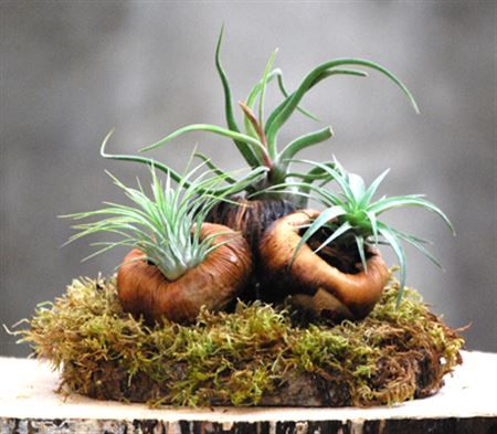 Talami Moss Trio, D 30 cm