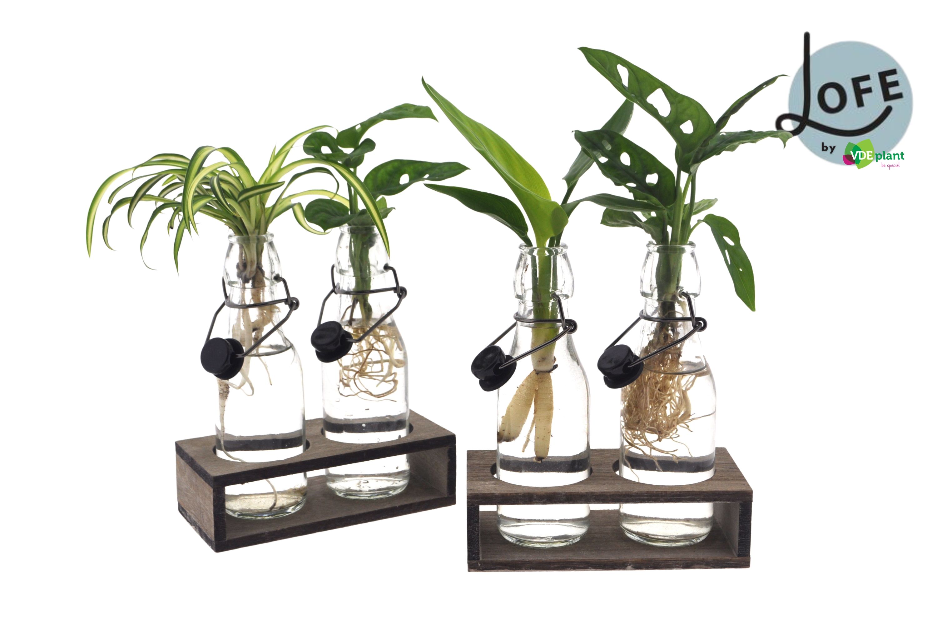 LOFE | Intenz mix in Ann glas + duo houtje - levertijd: 24 uur, D 7