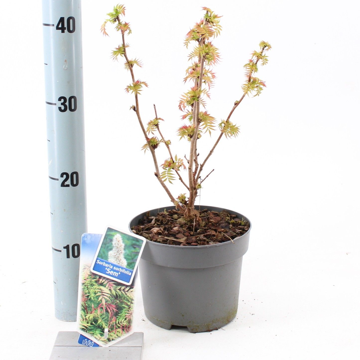 Sorbaria sorb. 'Sem' PBR, D 17