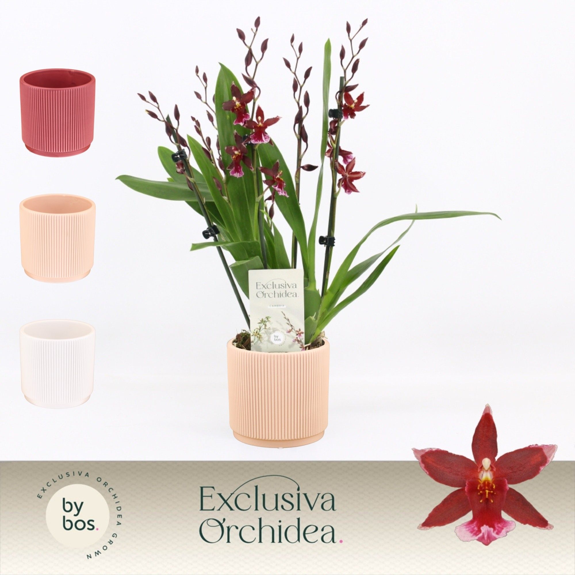 Barrocco Red, 5/6-spike in Horizon Ribble 'Exclusiva Orchidea', D 12