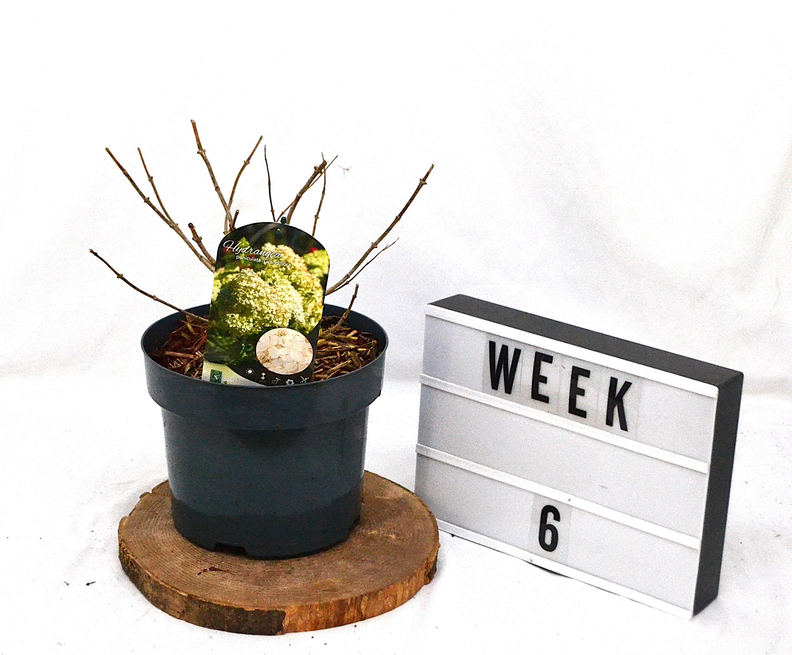 Hydrangea paniculata Grandiflora C5, D 23