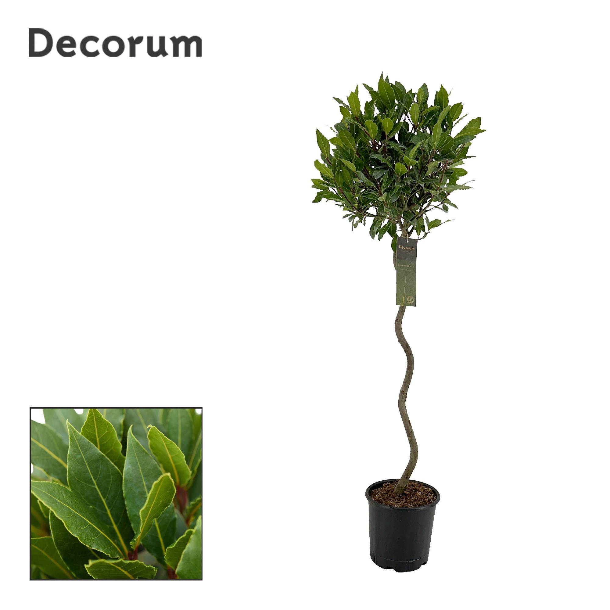 Laurus nobilis Spiraal stam, D 20