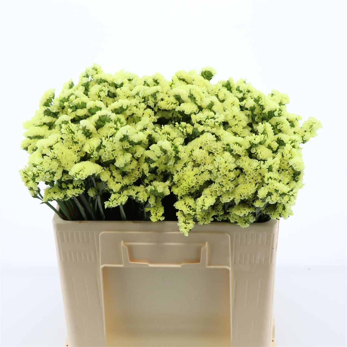 Статица Глосси Вингз 50, шт.