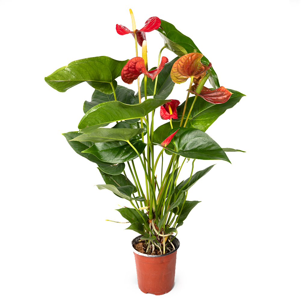 Антуриум красный фламинго чао тянь цзяо 12 40 (предзаказ)