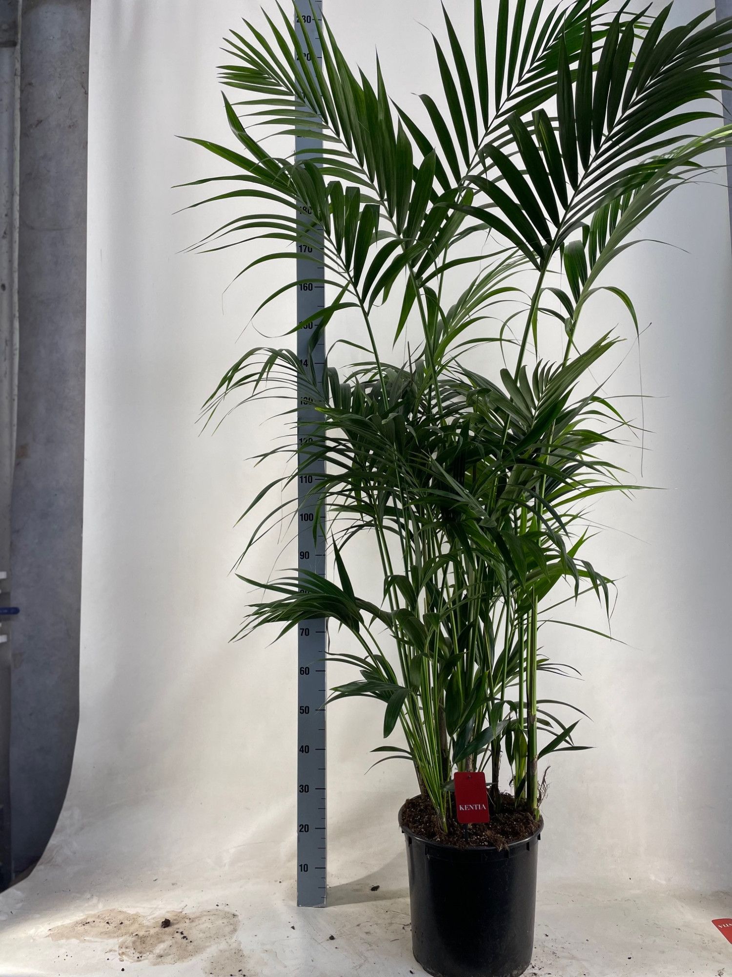 KENTIA - P34 H210 - 15PP (Howea forsteriana), D 34