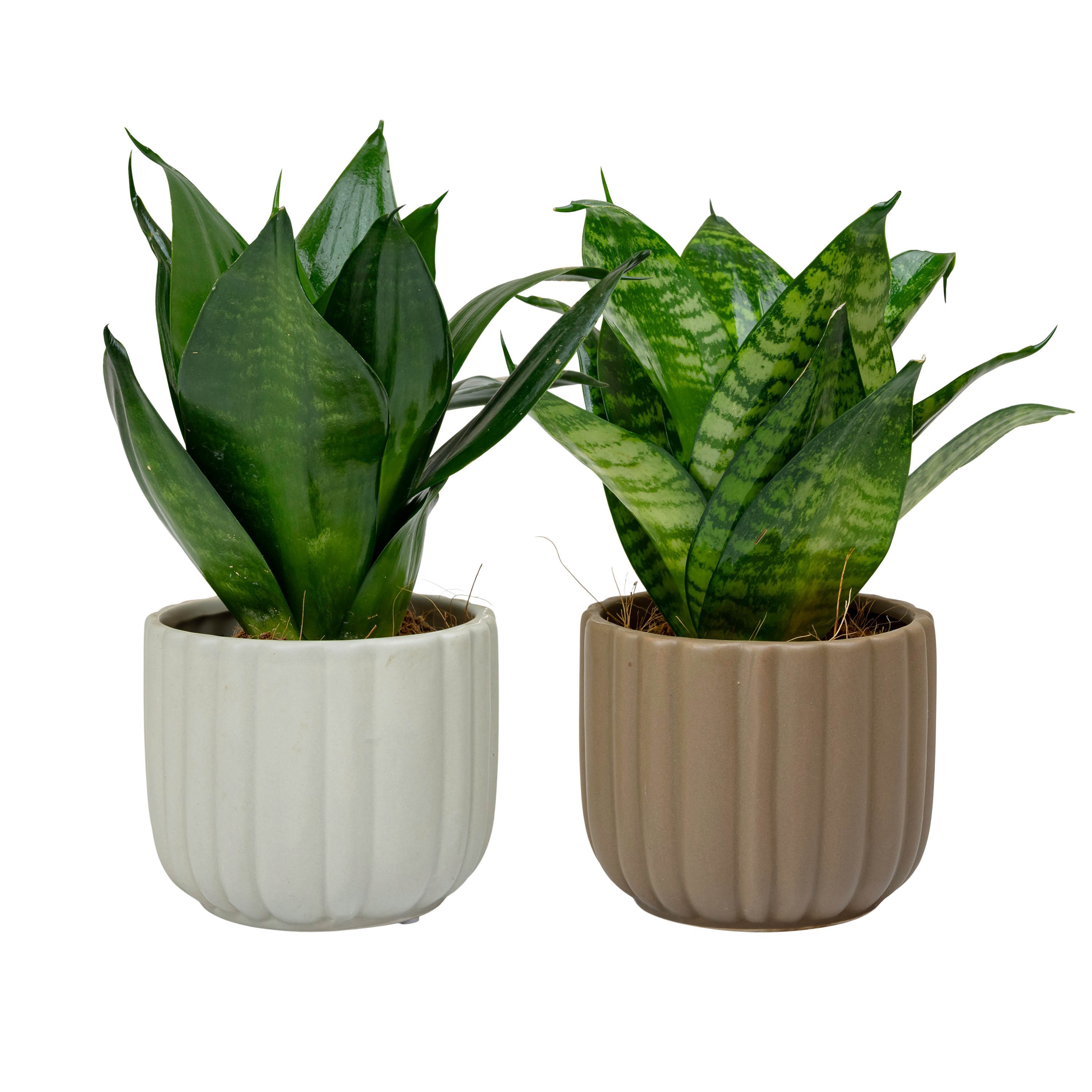 Flow with Sansevieria Hahni mix, D 9