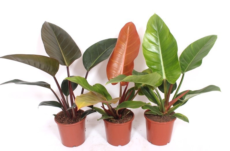 Philodendron mix, D 17