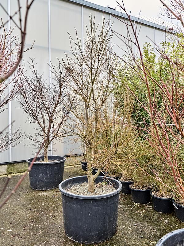 Acer pal. 'Koto-No-Ito', D 80