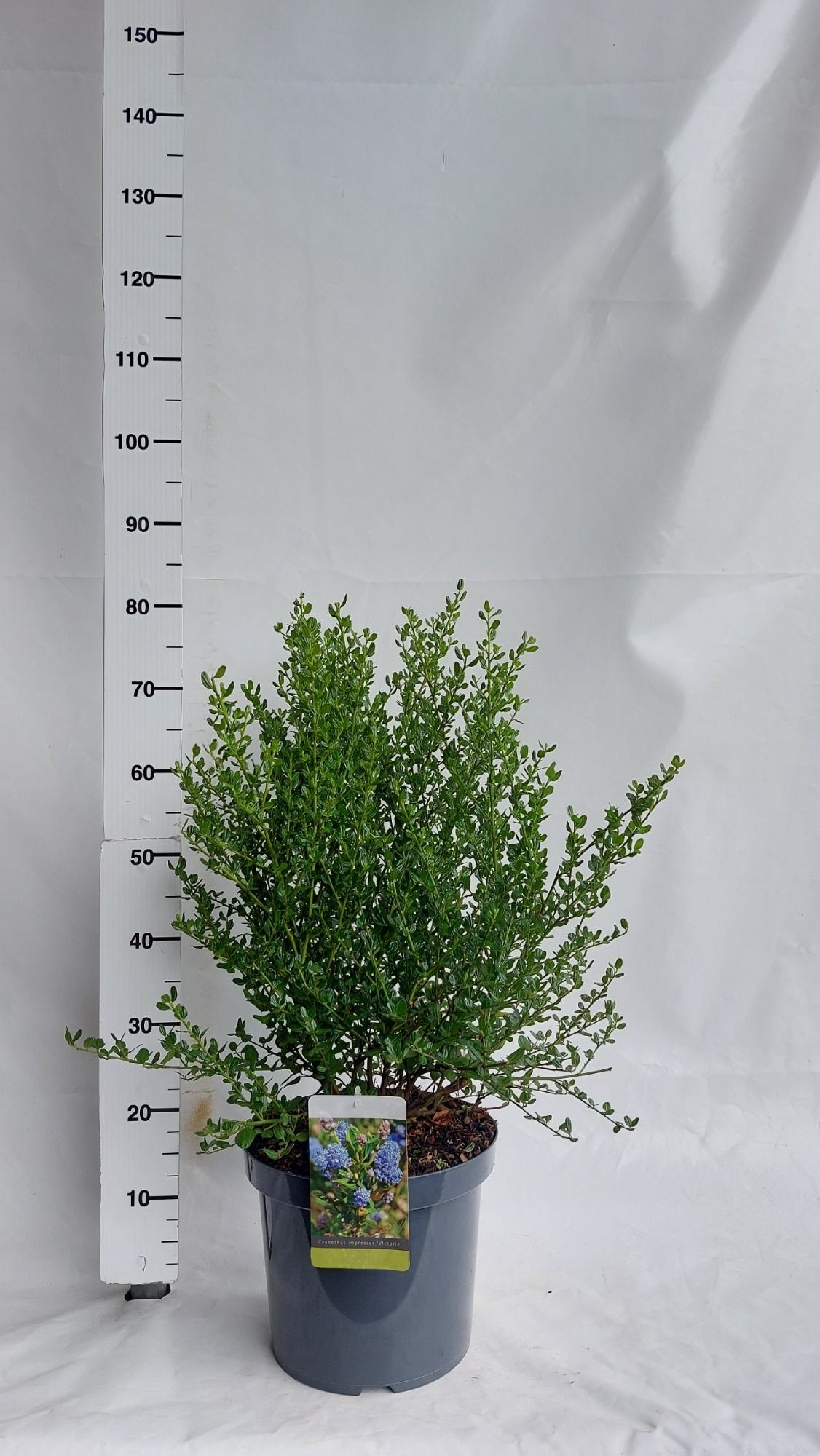 Ceanothus impressus 'Victoria', D 30